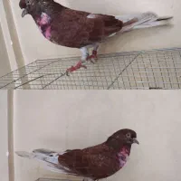 دو جفت کفتر