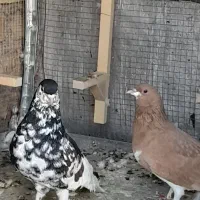 کفتر شهری جفتی|پرنده|شیراز, امام حسین|دیوار