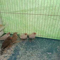 فنچ|پرنده|چناران, |دیوار