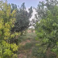 فروش باغ قابلیت دامداری و گلخانه|فروش دفتر صنعتی، کشاورزی، تجاری|کرج, کیانمهر|دیوار