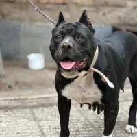 پیتبول ماده مشکی مخصوص نسل کشی