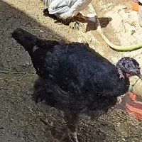 فروش یک عددبوقلمون ماده بالغ|حیوانات مزرعه|قزوین, |دیوار