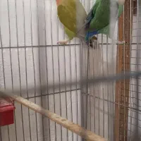 کوتوله برزیلی|پرنده|مرودشت, ژیان|دیوار