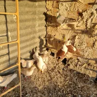 گفتر رنگه سار سرور دم سفید ساده خوشگل|پرنده|مشهد, نوید|دیوار