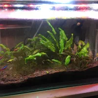 فروش فوری آکواریوم گیاهی