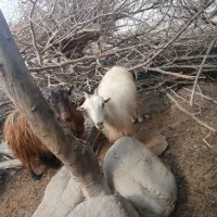 گوسفند فروشی شهرستان فاریاب|حیوانات مزرعه|کهنوج, |دیوار