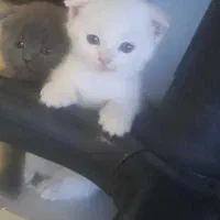 بچه گربه اسکاتیش