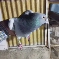 کفتر پلاکی یا مسافتی گرفتنی نر بدرد بخور