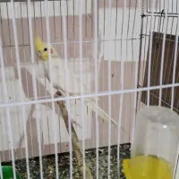 عروس هلندی نر لتینو مولد