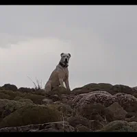 دو قلاده سگ گله