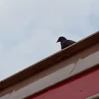 کبوتر قیمت 700تومن قیمت مناسب|پرنده|بشاریات, |دیوار