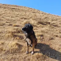 سگ گله ای|سگ|سارال, |دیوار