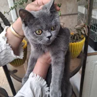 گربه بیریتیش