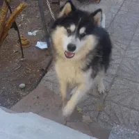 سگ گمشده|حیوانات|مهریز, |دیوار