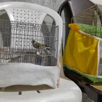 دوعدد سهره نر شلاقی دورگه|پرنده|بجنورد, |دیوار