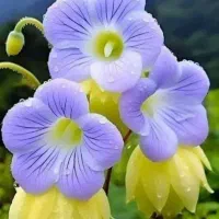 تدریس ریاضی فیزیک مدار الکترونیک