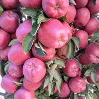 کبوده ،صنوبر،خرمالو ،بادام ،گردو