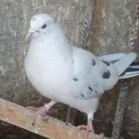 کبوتر پرشی نر و ماده ساعت بالا