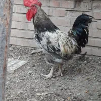مرغ و خروس مرندی و رسمی