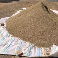 گشنیز فروشی بیلوار