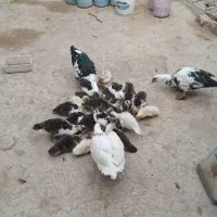 تعدادی‌اوردک‌اسراعلی‌به‌فروش‌میرسد