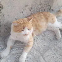گربه پشمالو