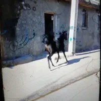 کوره مادیون کرد|اسب و تجهیزات اسب‌سواری|بروجرد, |دیوار