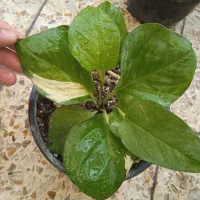گلکده صبا