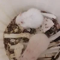 همستر|موش و خرگوش|شاهرود, |دیوار