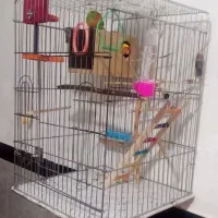 طوطی برزیلی رام