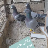 کبوتر گرفتنی و جوانه|پرنده|سبزوار, پاسداران|دیوار