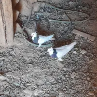 کبوتر طوقی معاوضه با عروس هلندی