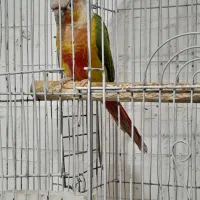 طوطی ،پرنده
