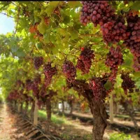 خدمات تخصصی باغ و ویلا از کاشت تا نگه داری