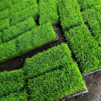 بانک نشا برنج هاشمی اصلاح شده توم