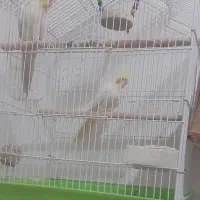 دوجفت عروس هلندی سالم وسلامت کاملاسرحال صحبت میکنن|پرنده|چناران, |دیوار