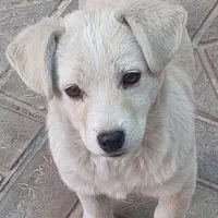 فروش سگ اشپیتز سه ماه|سگ|سیرجان, |دیوار