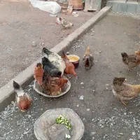 فروشی|حیوانات مزرعه|نیشابور, مازول|دیوار