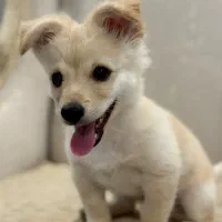 واگذاری سگ پامر اشپیتز فقط به غرب تهران|سگ|ری, علایین|دیوار