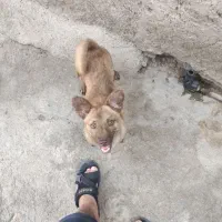 سگ پاکوتاه نژادفیندو اصیل ایرانی،و،شی واوا