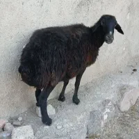 گوسفند چاق چاق