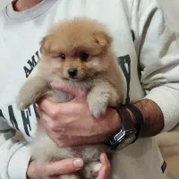 سگ پامر خرسی