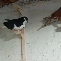 کبوتر|پرنده|میان جلگه, |دیوار