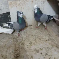 کبوترتهرانی|پرنده|کرمانشاه, |دیوار