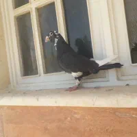 کفتر پلاک ی