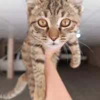 واگذار بچه گربه