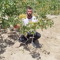 فروش ریشه پسته پیوندی