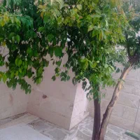 تعاتر-ویلایی-بر-خیابان-با-اپارتمان