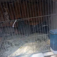 پر سر قدیم|پرنده|شهرکرد, |دیوار