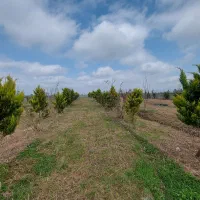 3 پلاک باغ جنگلی 200متری مناسب سرمایه گذاری|فروش زمین و ملک کلنگی|چمستان, |دیوار